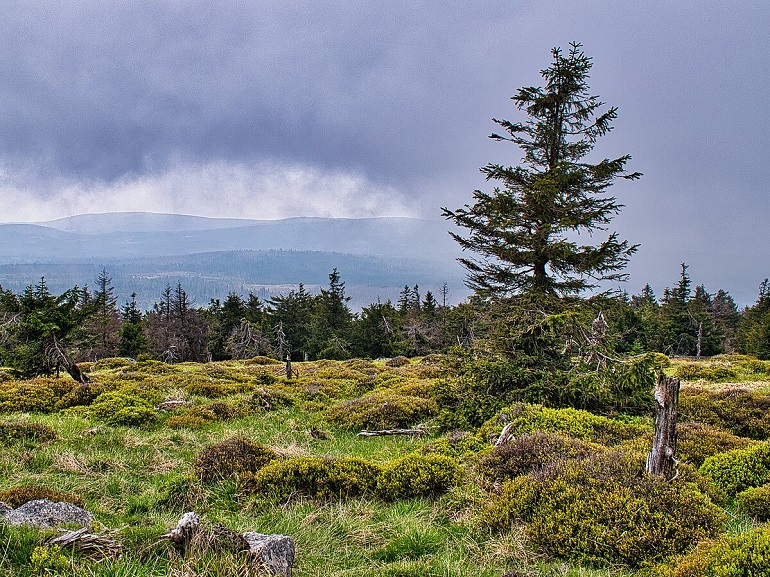 Brocken plateau, Harz National Park (photo by Matthias Trusheim - CC BY-SA 4.0)