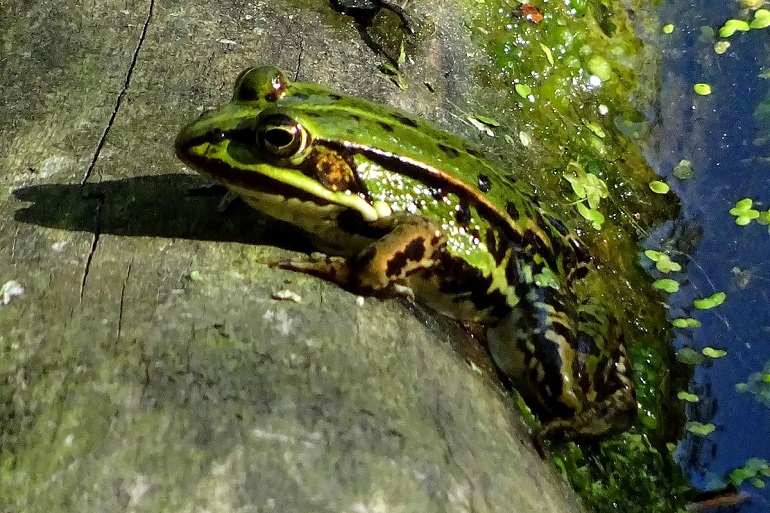 Frog, Jasmund National Park (photo by Lotte76 - CC BY-SA 4.0)