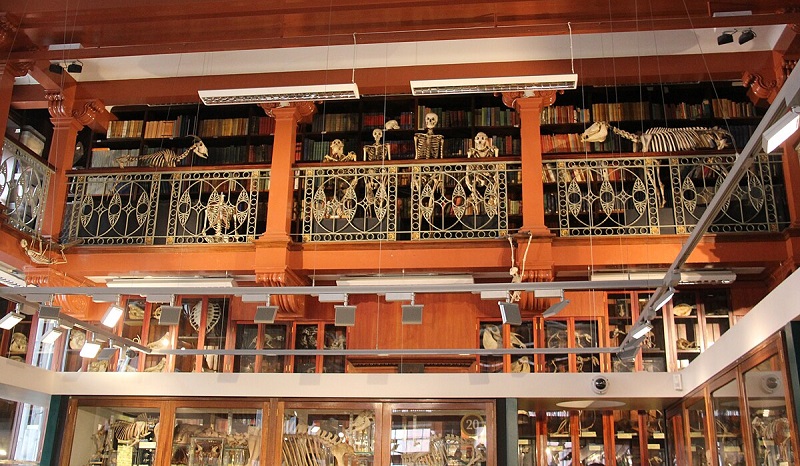 Grant Museum of Zoology, London (photo by Laika ac  - CC BY-SA 2.0)