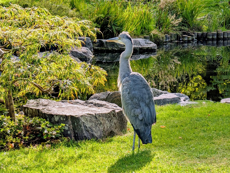 Heron in the Kyoto Japanese Garden, Holland Park, London (� Eupedia.com)