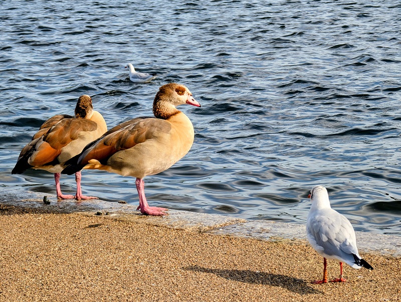 Egyptian geese and seagull at Kensington Gardens, London (� Eupedia.com)