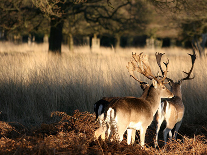 Deer in Richmond Park, London (photo by Keven Law from Los Angeles, USA - CC BY-SA 2.0)