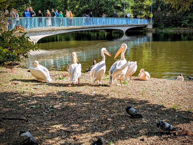 Pelicans at St James's Park, London (� Eupedia.com)