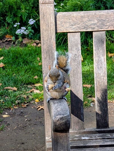 American squirrel in St James's Park, London (� Eupedia.com)