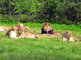Lions, Longleat Safari Park
