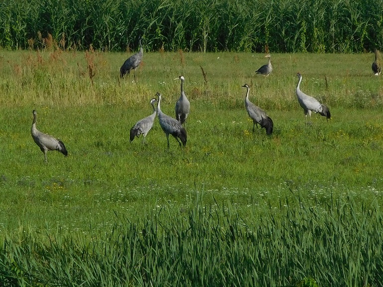 Cranes, Lower Oder Valley National Park (photo by Franco Soyke - CC BY-SA 4.0)