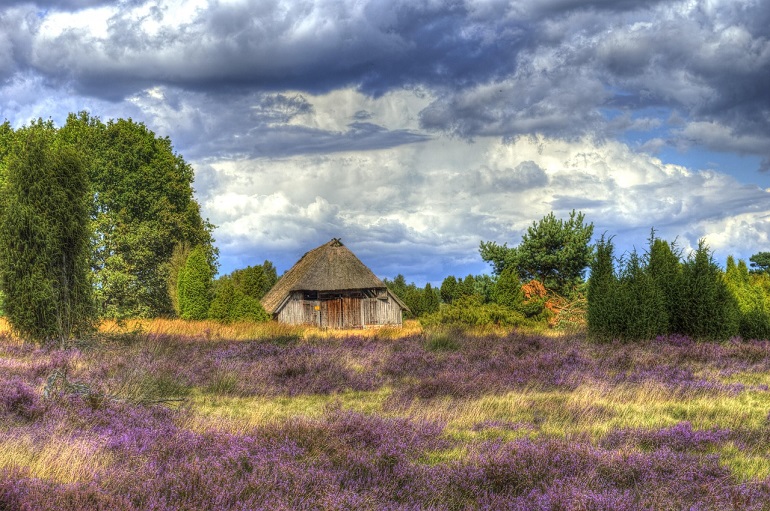 Lüneburger Heide (photo by Janusz Nowak from Pixabay)