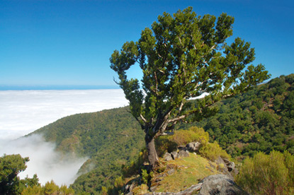 Madeira Natural Park (© felinda - Fotolia.com))