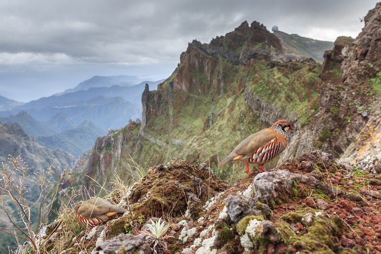 French partridge in Madeira Natural Park (© Dennis Van De Water | Dreamstime.com)
