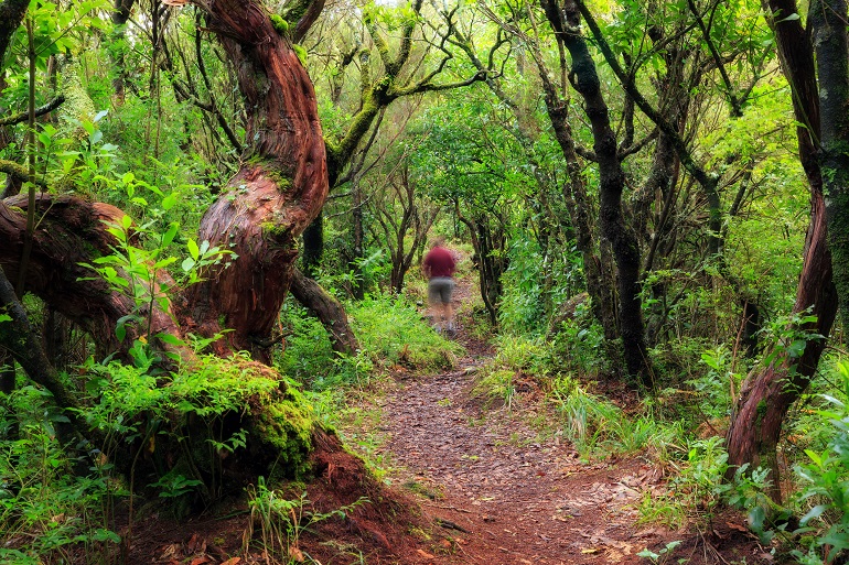 Hike in the Laurissilva forest, Madeira Natural Park (© Dennis Van De Water | Dreamstime.com)
