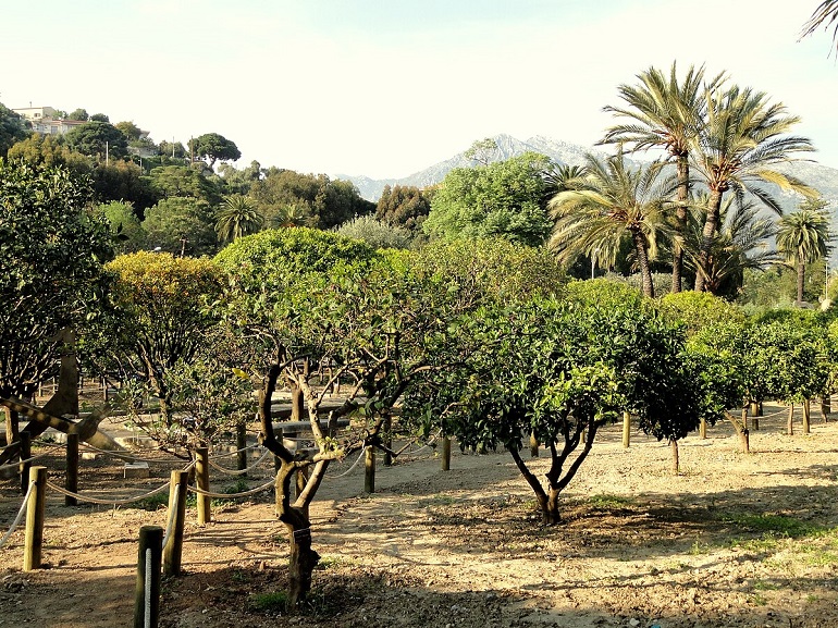 Jardin d’Agrumes du Palais Carnolès, Menton (photo by Daderot)
