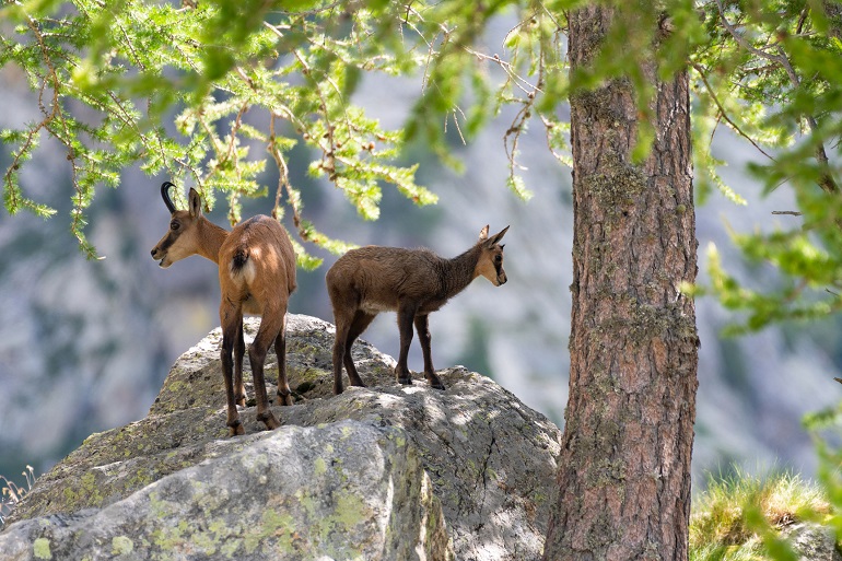 Mother and baby chamois on the rocky heights of Mercantour National Park (© Day2dudu | Dreamstime.com)