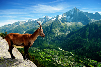 Ibex in the Mont Blanc massif, Rhône-Alpes (&copy; Leroy Julien - iStockphoto.com)