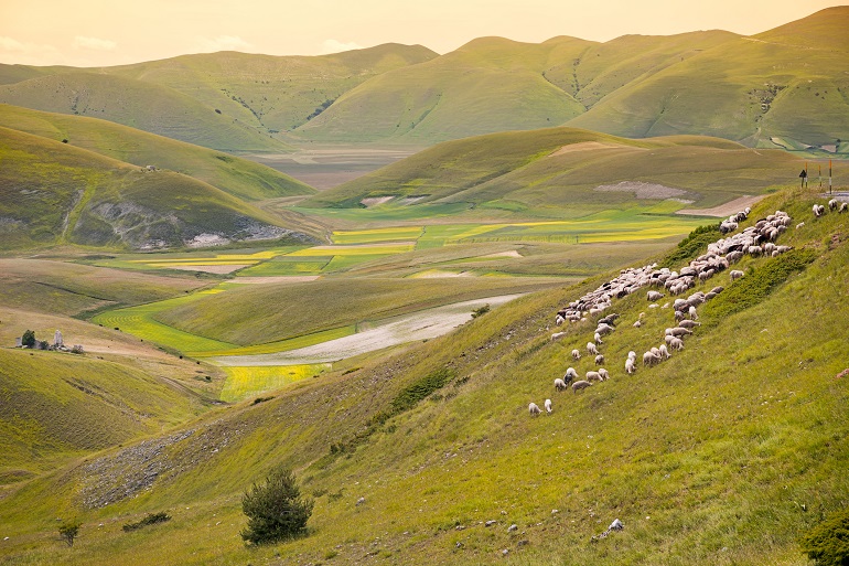 Herd of sheep at Piano Grande, Monti Sibillini National Park (© Fisfra | Dreamstime.com)