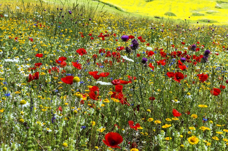 Wild flowers at Piano Grande di Castelluccio, Monti Sibillini National Park (© Claudio Giovanni Colombo | Dreamstime.com)