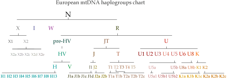European mtDNA haplogroup chart