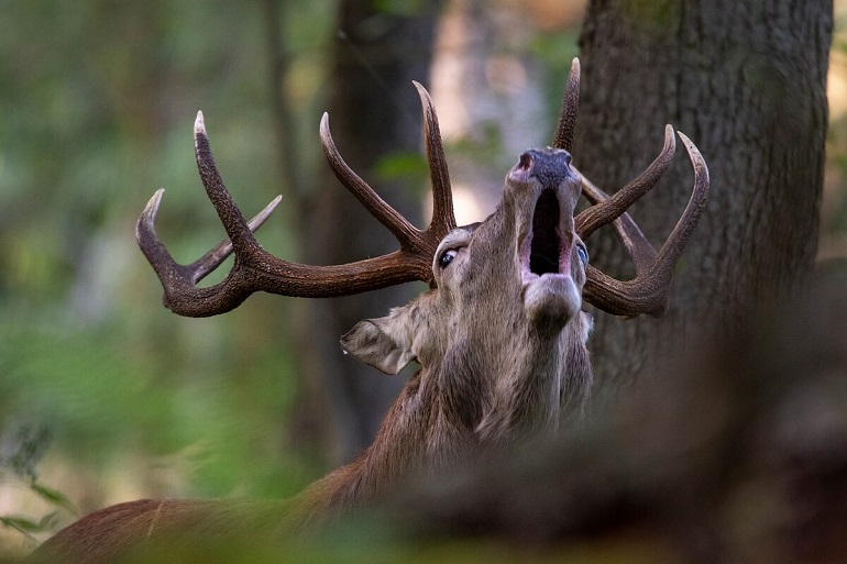 Stag at the Müritz National Park (photo by Vondemwalde - CC BY-SA 4.0)