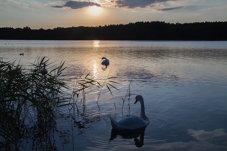 Swans, Müritz National Park (photo by Klaus Stebani from Pixabay)