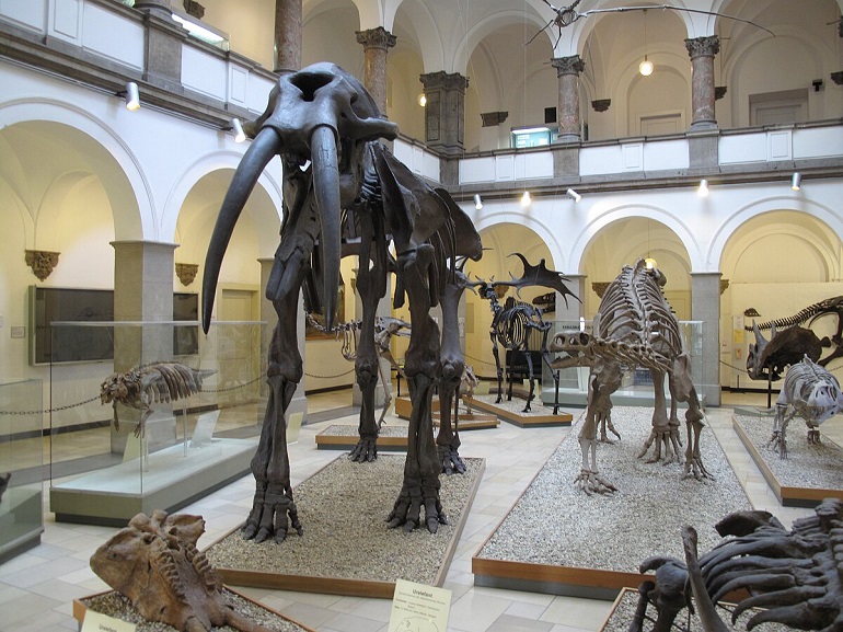 Palaeontological Museum, Munich (photo by Schlaier - CC BY 3.0)