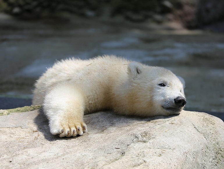 Young Polar bear at the Tierpark Hellabrunn in Munich (photo by Rufus46 - CC BY-SA 3.0)