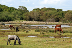 Ponies at the New Forest National Park (photo by Geni - CC BY-SA 4.0)