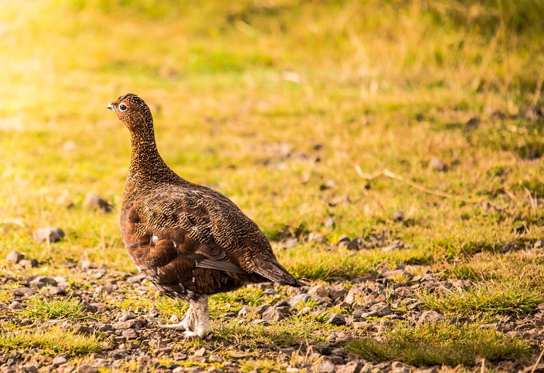 Red grouse, North York Moors National Park