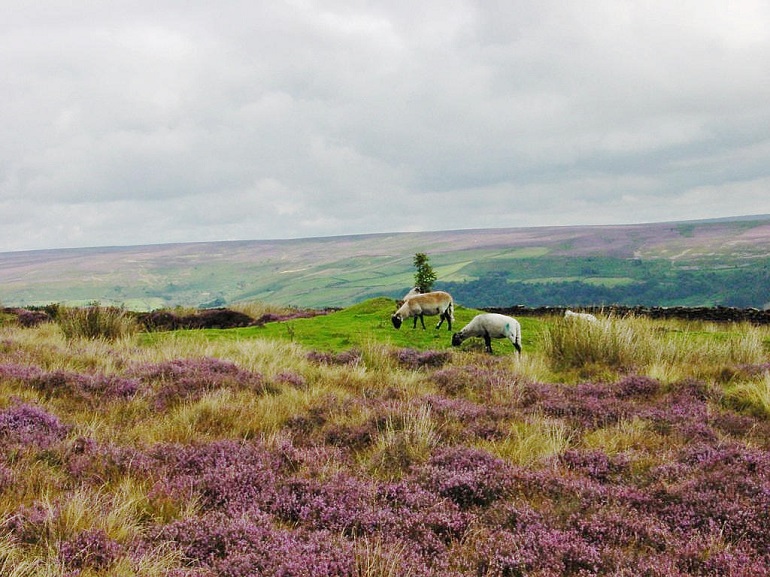 Sheep near Hawnby, North York Moors National Park (CC BY-SA 2.5)