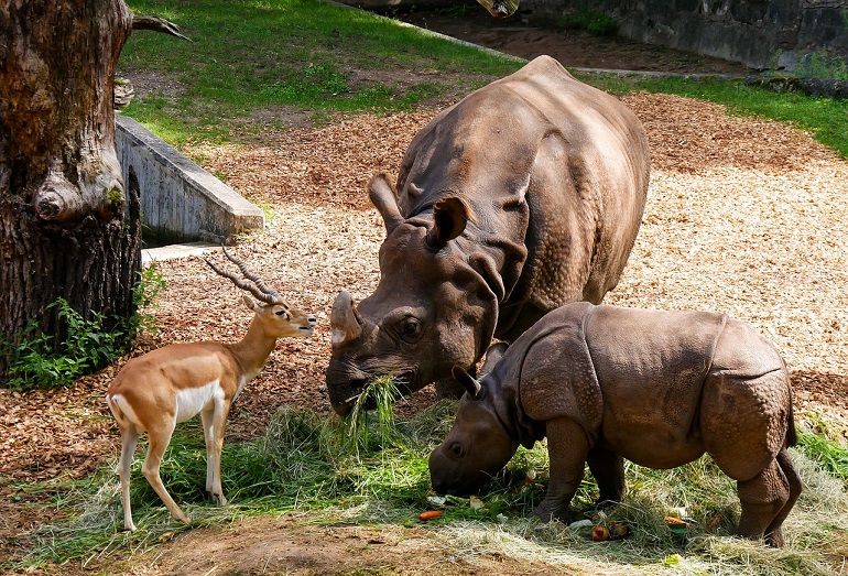 Nuremberg Zoo (photo by G.C. from Pixabay)
