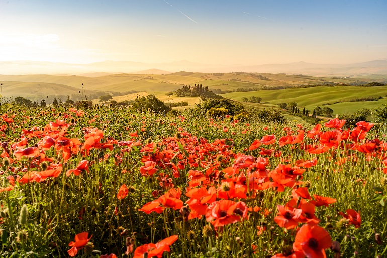 Poppy flower field from Podere Belvedere in Val d Orcia (© SimonDannhauer | Dreamstime.com)