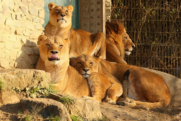 Lions at Osnabrück Zoo (photo by zoofanatic - CC BY 2.0)