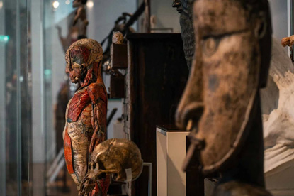 Musée de l’Homme, Paris (photo by Frédéric Picard 28 - CC BY-SA 4.0)