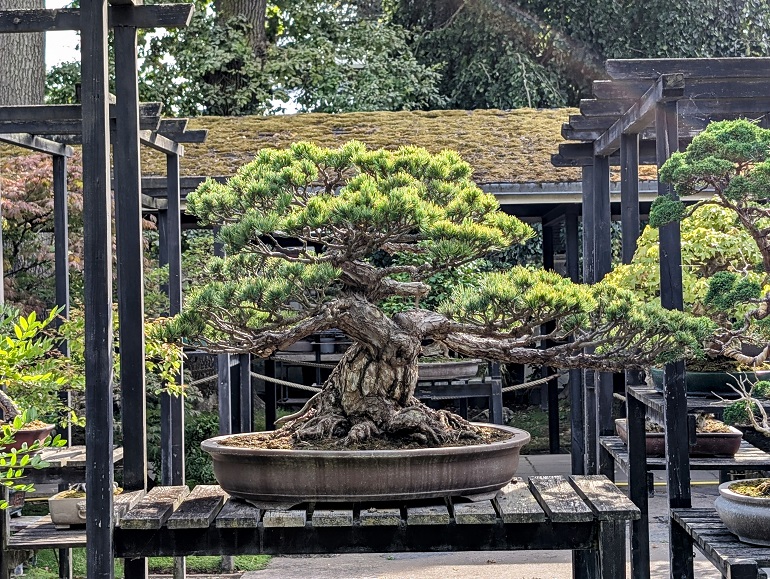 Bonsai at the Parc Floral de Paris (© Eupedia.com)
