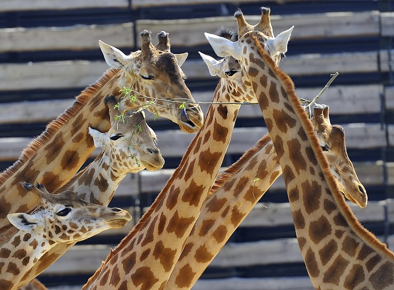 Giraffes at the Parc zoologique de Paris (photo by Rog01 from France - CC BY-SA 2.0)