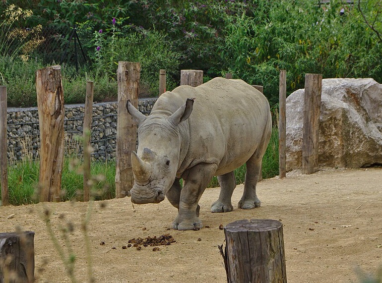 Rhinoceros at the Parc zoologique de Paris (photo by cquest - CC BY-SA 2.0)