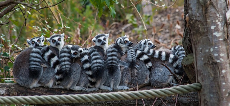 Ring-tailed lemurs at the Parc zoologique de Paris (photo by Dinkum - CC BY-SA 3.0)