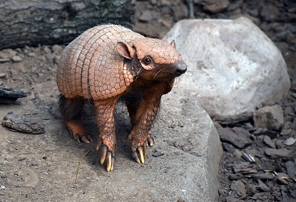 Armadillo at the Peaugres Safari, Ardèche (photo by Vassil)