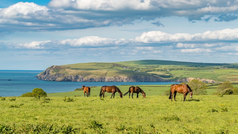 Horses near Parrog, Pembrokeshire Coast National Park (© Berndbrueggemann | Dreamstime.com)