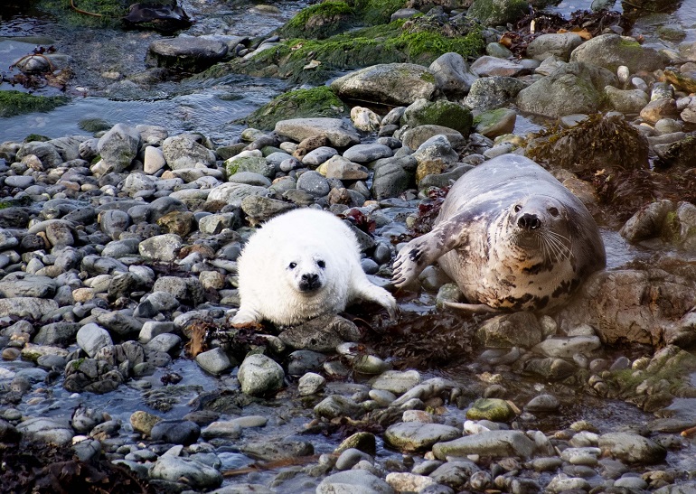 Atlantic grey seal and pup, Pembrokeshire Coast National Park (© Debra Angel | Dreamstime.com)