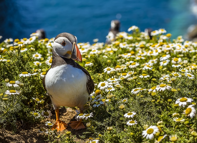 A Puffin strolls through the daisies on Skomer Island, Pembrokeshire Coast National Park (© Nicola Pulham | Dreamstime.com)