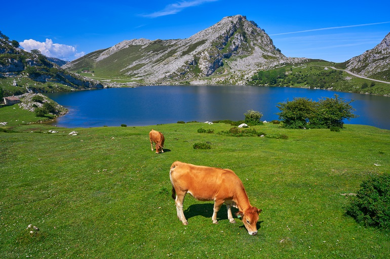 Lago Enol, Picos de Europa National Park (© Lunamarina | Dreamstime.com)