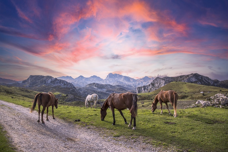Wild horses grazing, Picos de Europa National Park (© Wirestock | Dreamstime.com)