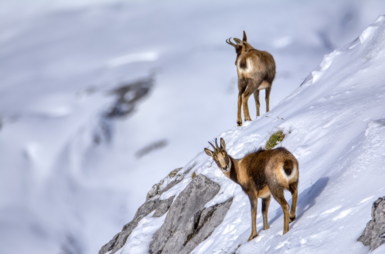 Chamois in the snow on the peaks of the Picos de Europa National Park (© StockPhotoAstur | Dreamstime.com)