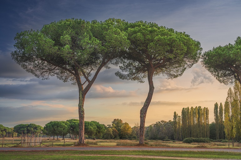 Migliarino San Rossore Natural Park, just outside Pisa (© Stevanzz | Dreamstime.com)