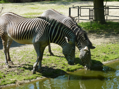 Zebras at Planckendael Animal Park (&copy; Eupedia.com)