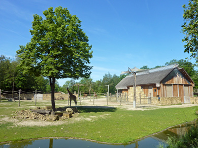Giraffes at Planckendael Animal Park (&copy; Eupedia.com)
