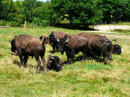 Bison Farm (photo by P�re Igor - CC BY-SA 3.0 Unported license)