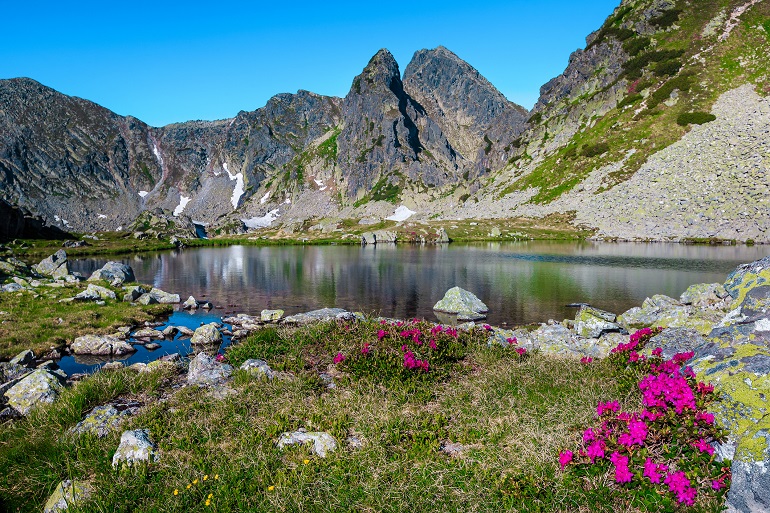 Pink rhododendron bushes at Taul Portii Lake, Retezat National Park (© Janoka82 | Dreamstime.com)
