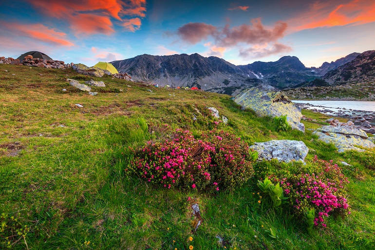 Camping amid pink rhododendron flowers near Bucura Lake, Retezat National Park (© Janoka82 | Dreamstime.com)