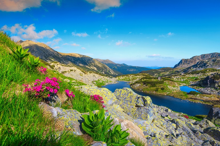 Pink rhododendron flowers, Retezat National Park (© Janoka82 | Dreamstime.com)