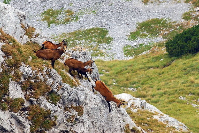 Herd of chamois in Retezat National Park (© Cristian Duminecioiu | Dreamstime.com)